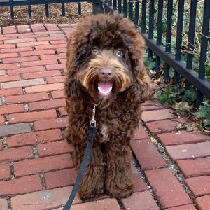 Meet your Posher, Alison